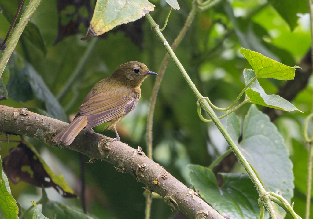 McConnell’s Flycatcher
