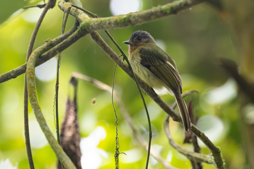 Rufous-breasted Flycatcher