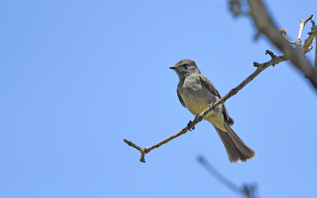 Amazonian Scrub Flycatcher