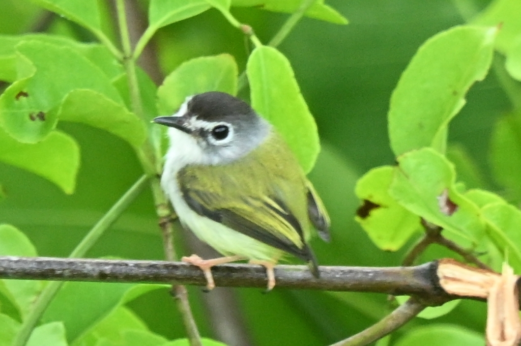 Black-capped Pygmy Tyrant