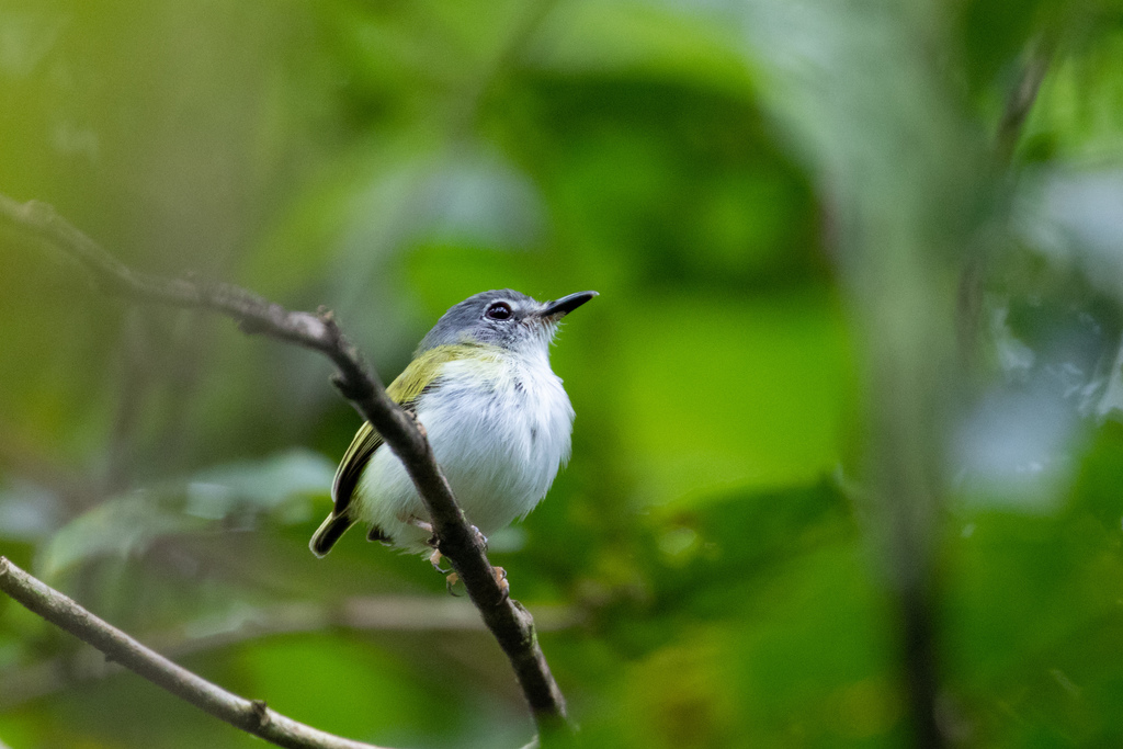 Short-tailed Pygmy Tyrant