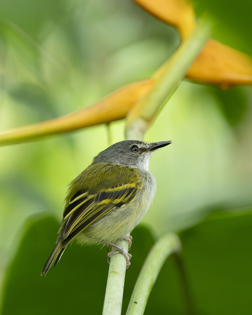 Slaty-headed Tody-Flycatcher