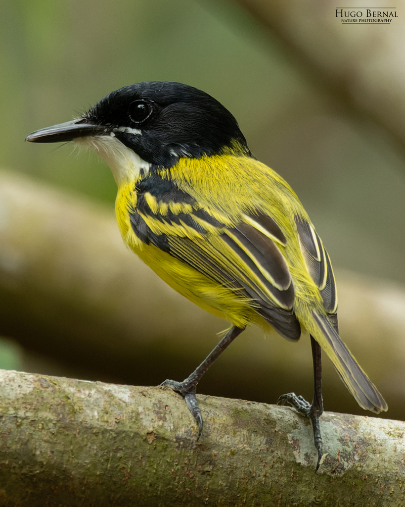 Black-headed Tody-Flycatcher