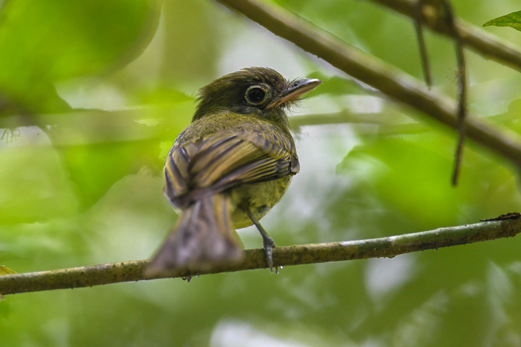 Eye-ringed Flatbill