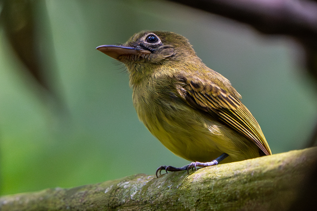 Western Olivaceous Flatbill