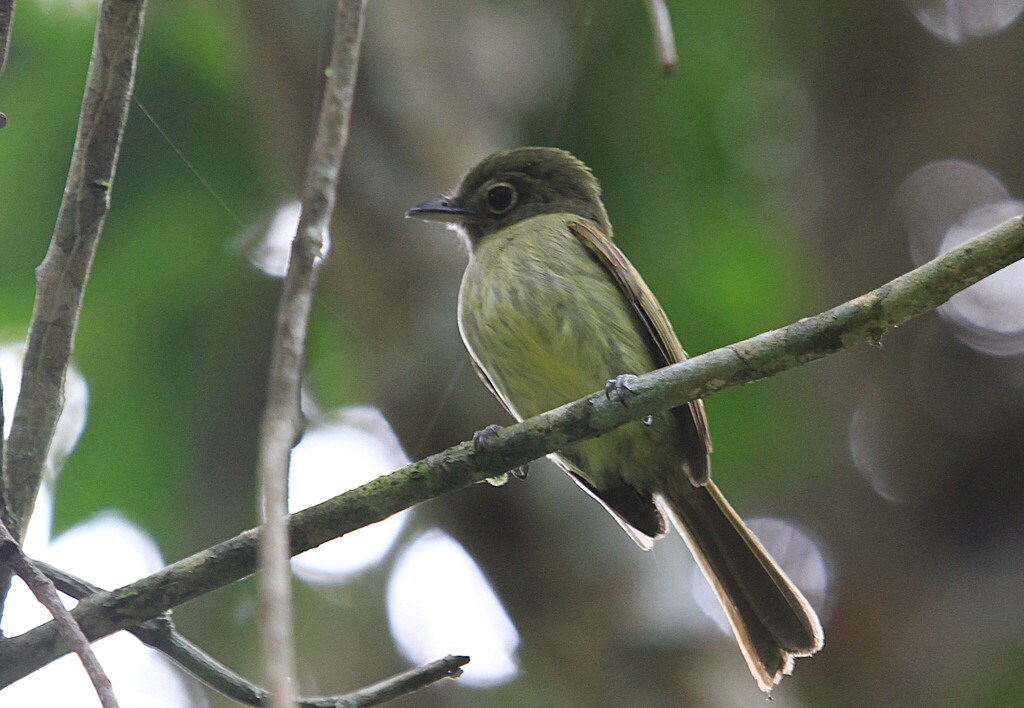 Eastern Olivaceous Flatbill