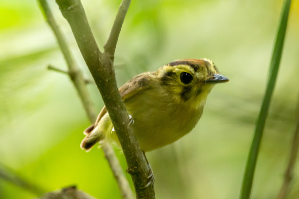 Golden-crowned Spadebill