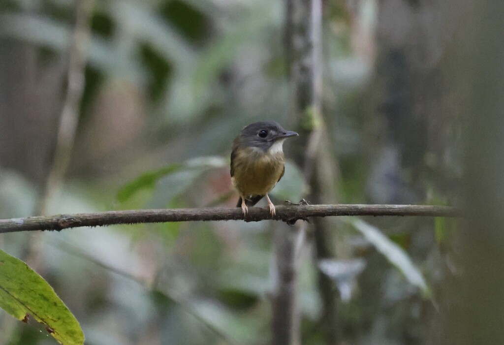 White-crested Spadebill
