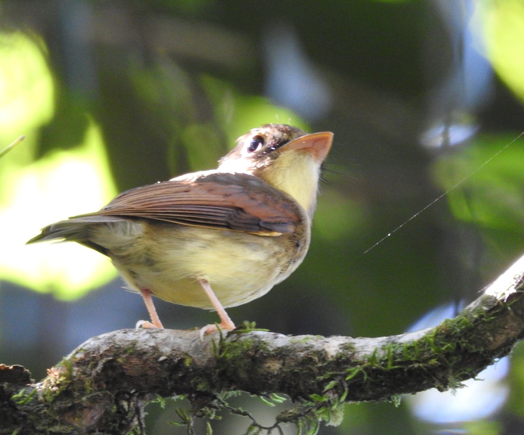 Russet-winged Spadebill