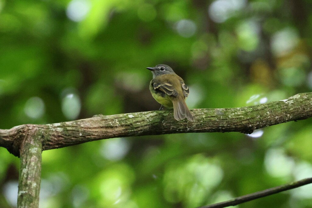 Black-billed Flycatcher