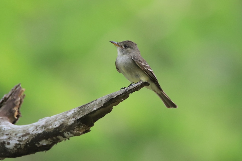 Northern Tropical Pewee