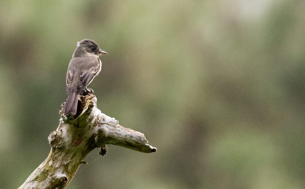 Southern Tropical Pewee