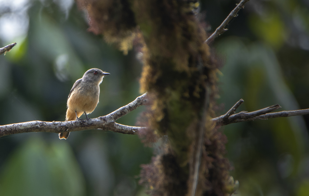 Rufous-tailed Tyrant