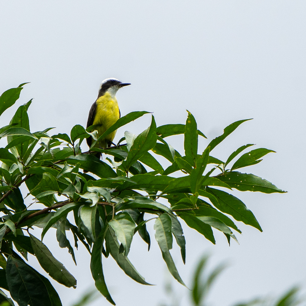 White-ringed Flycatcher