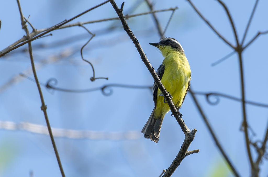 Three-striped Flycatcher