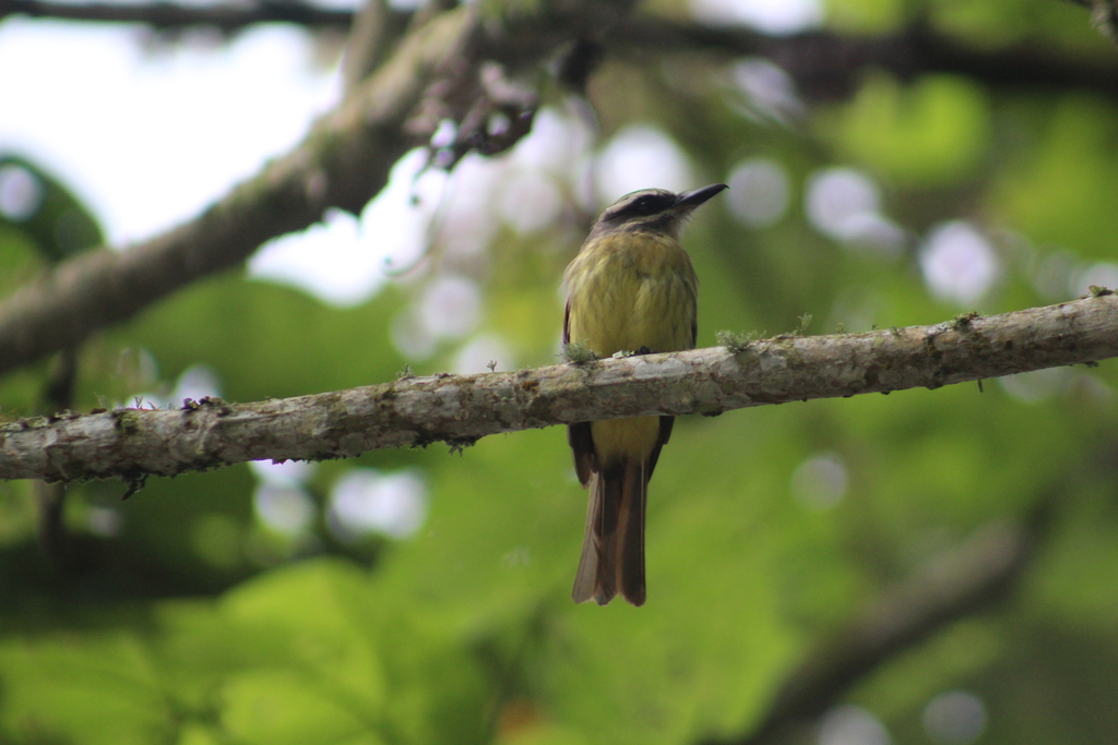 Golden-bellied Flycatcher