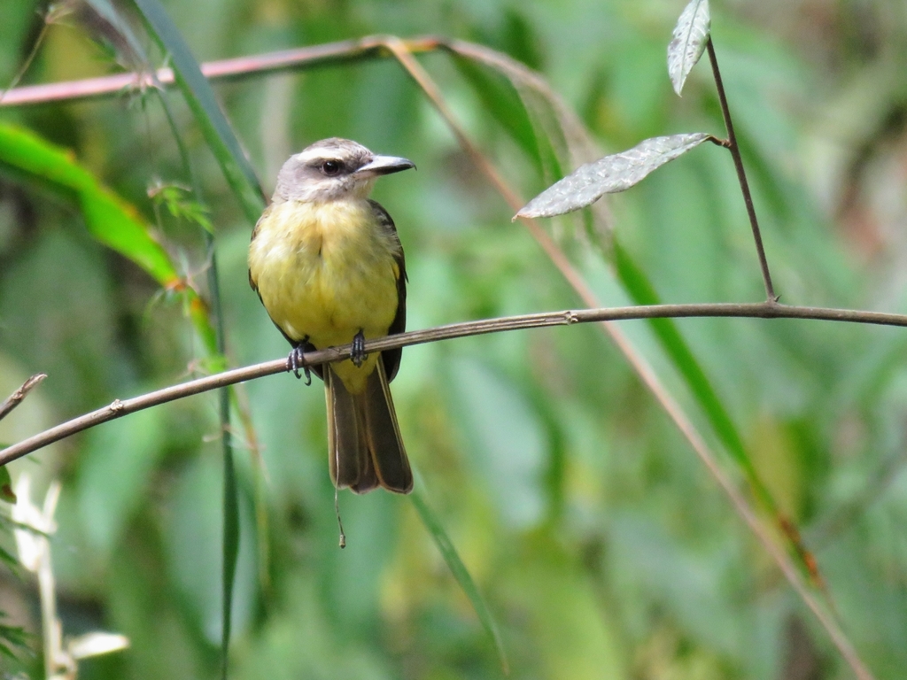 Golden-crowned Flycatcher
