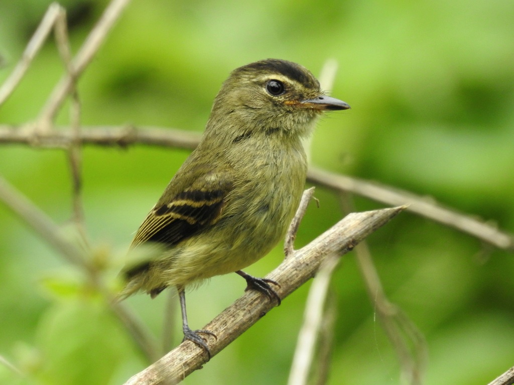 Large-headed Flatbill