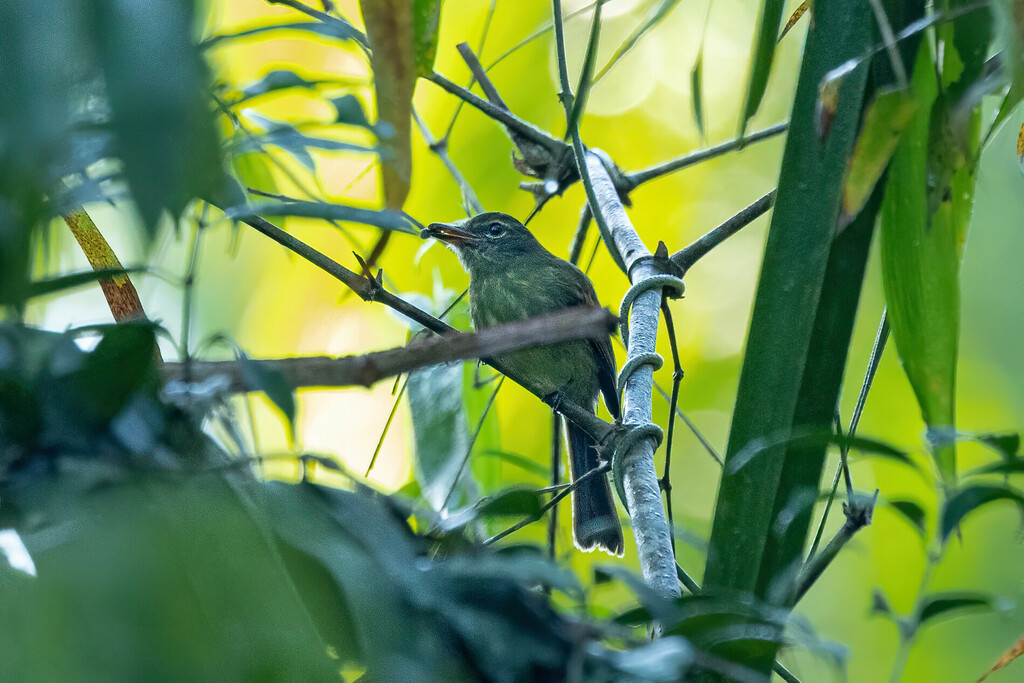 Dusky-tailed Flatbill