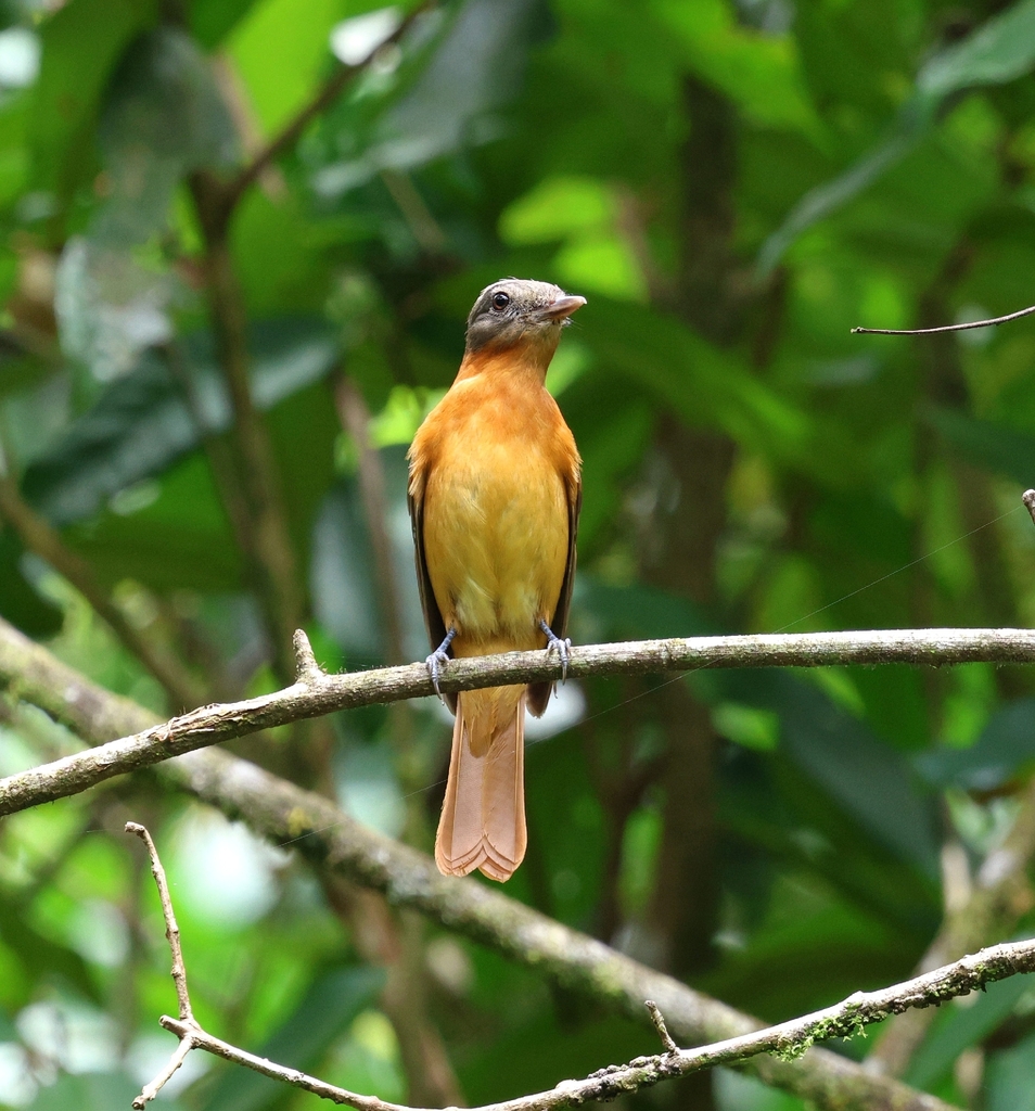 Rufous-tailed Attila
