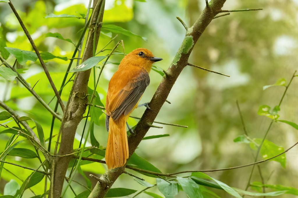 Cinnamon Attila