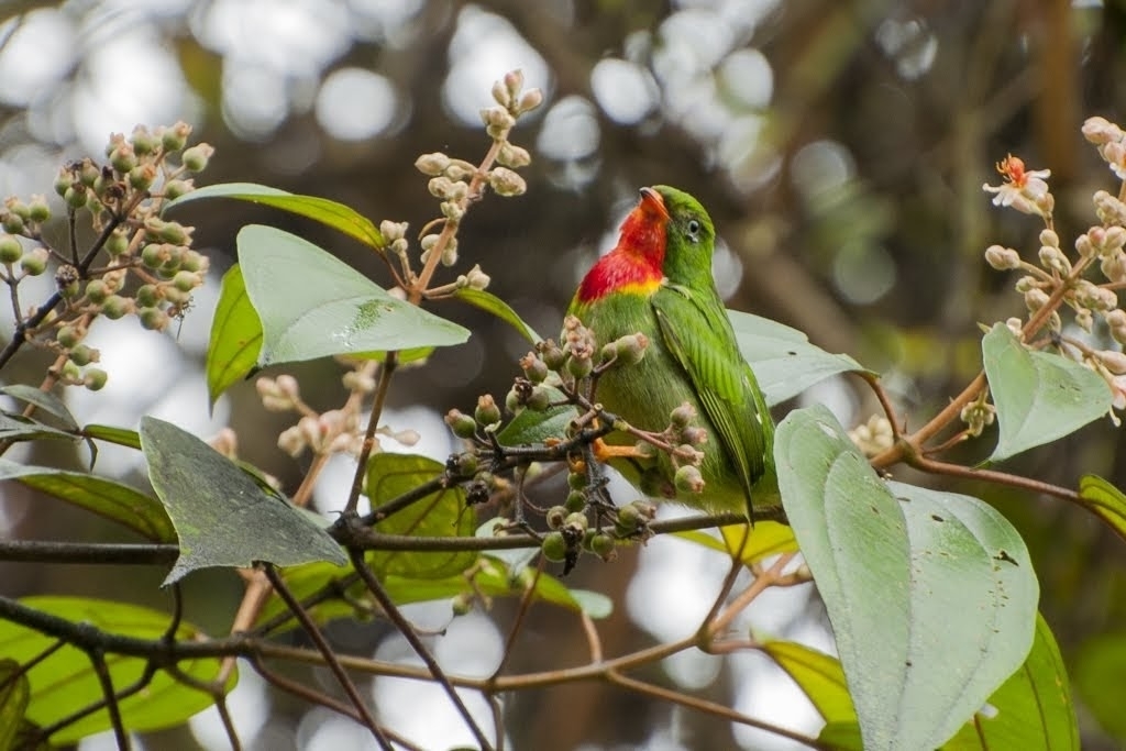Fiery-throated Fruiteater