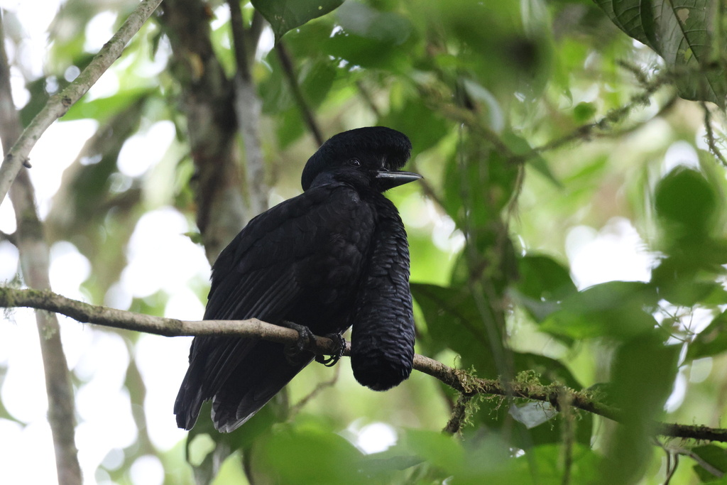 Long-wattled Umbrellabird