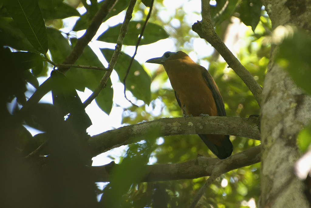 Capuchinbird