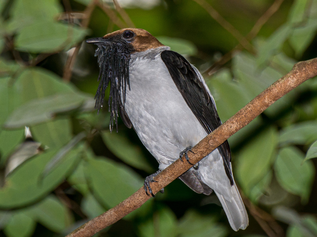 Bearded Bellbird