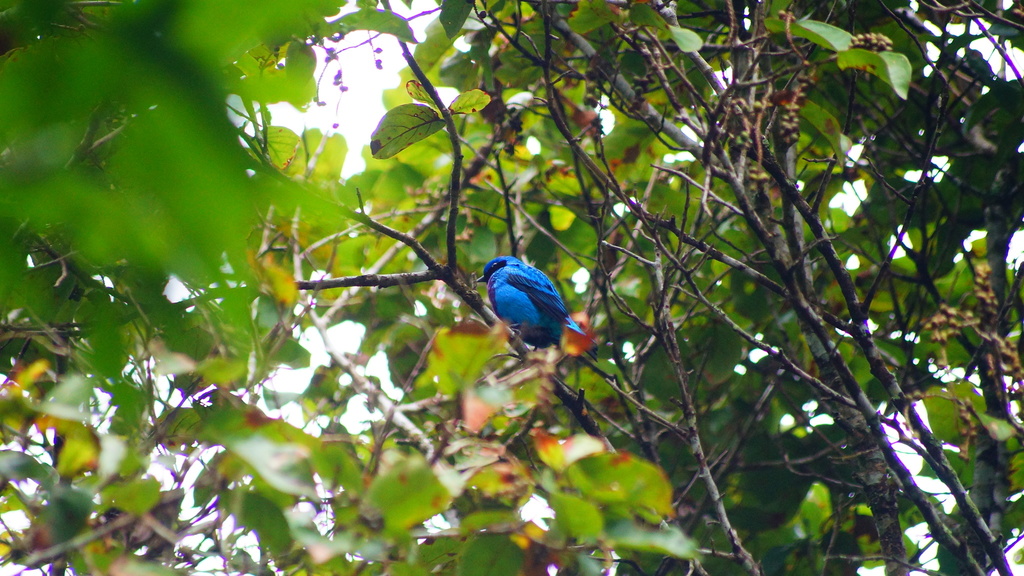 Lovely Cotinga