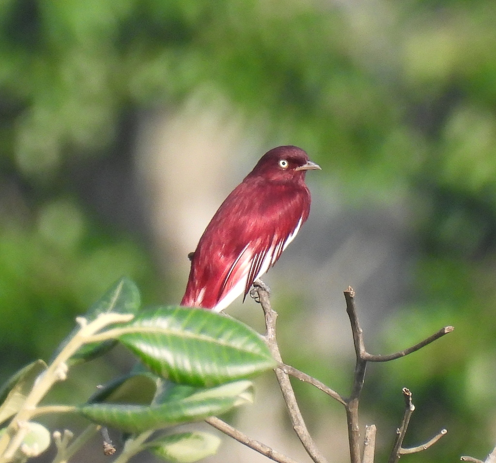 Pompadour Cotinga