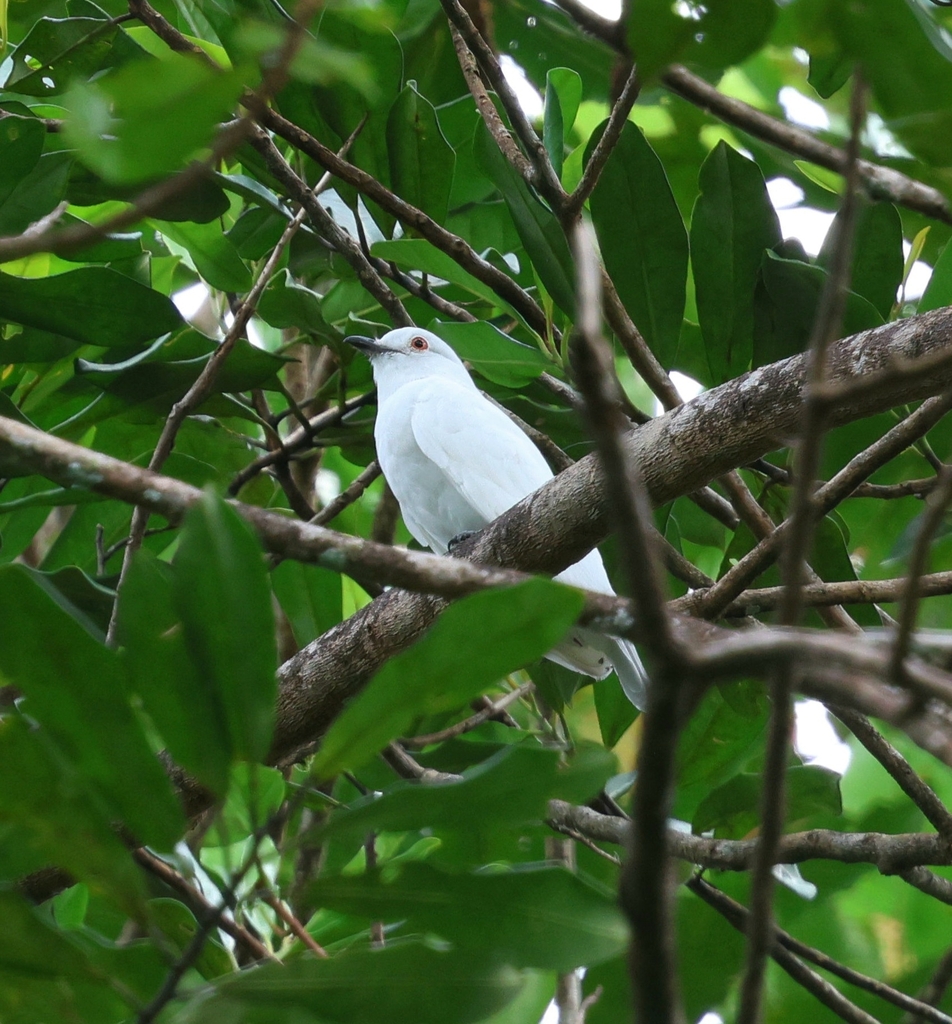 Black-tipped Cotinga