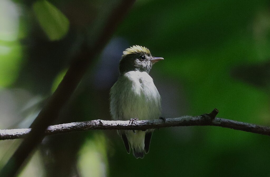 Tiny Tyrant-Manakin