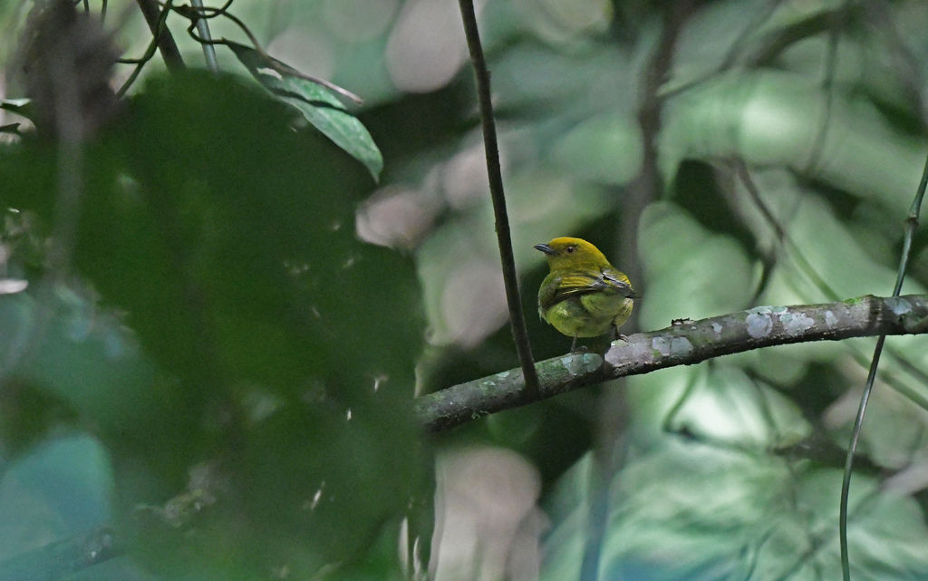 Yellow-headed Manakin