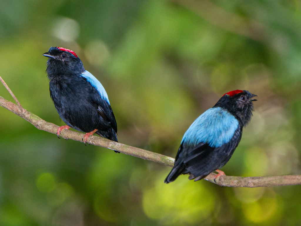 Blue-backed Manakin