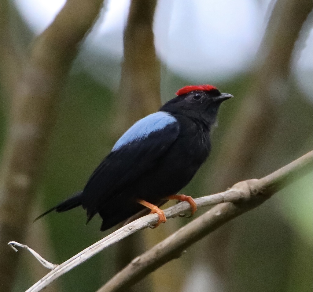 Lance-tailed Manakin