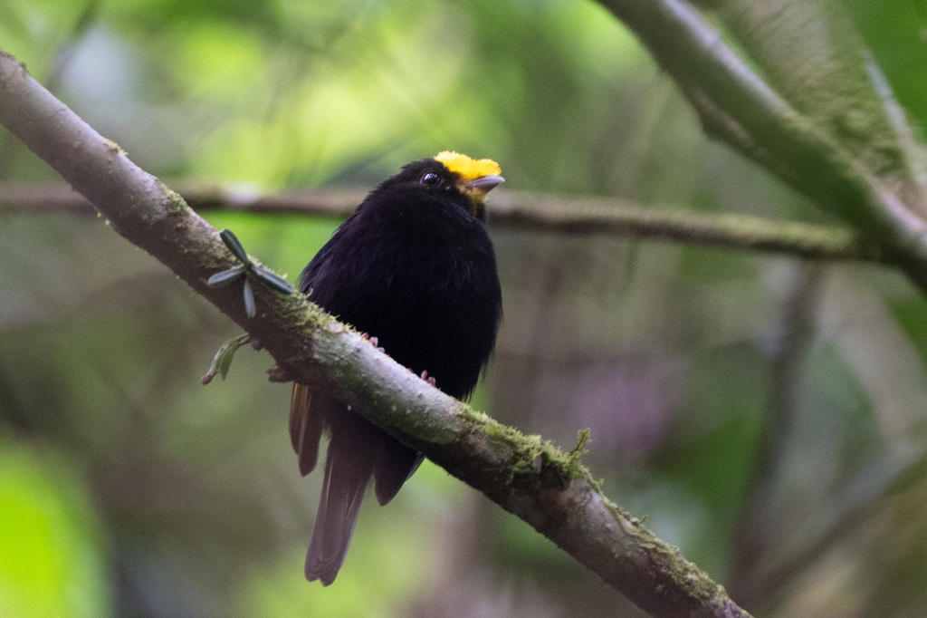 Golden-winged Manakin