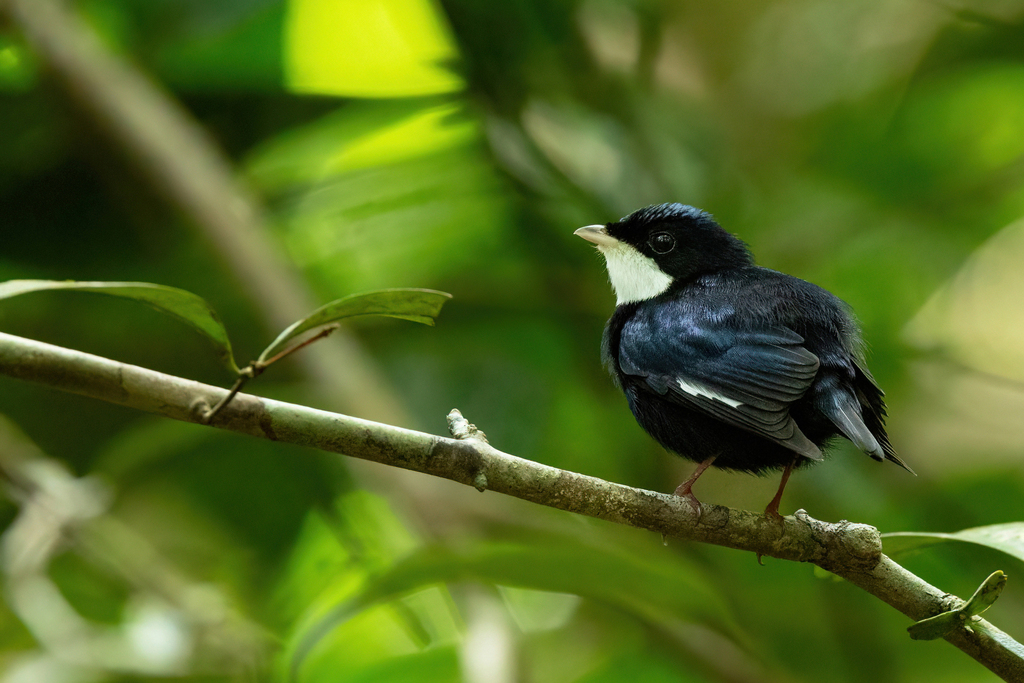 White-throated Manakin