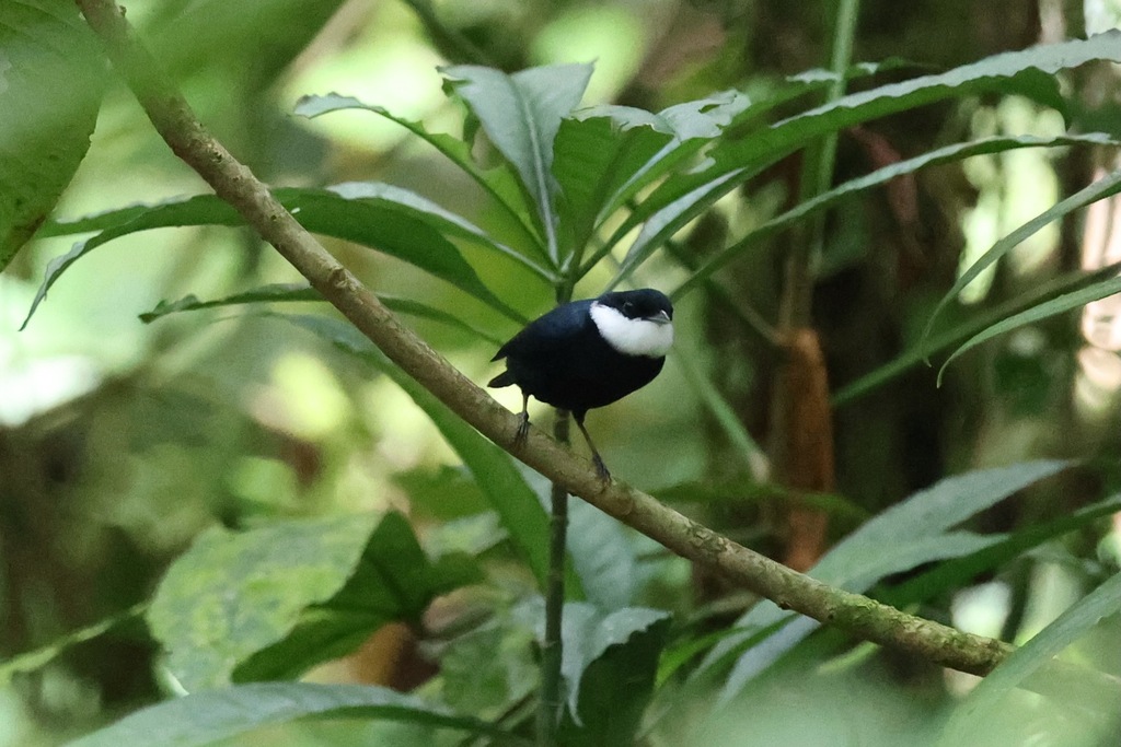 White-ruffed Manakin