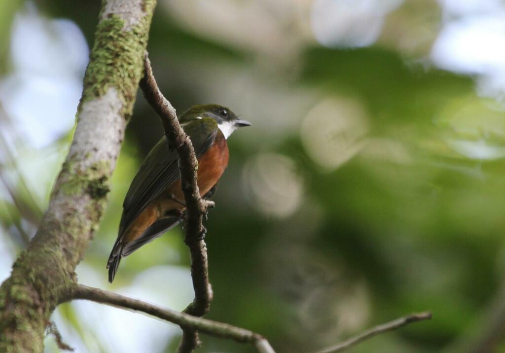 Yellow-crested Manakin