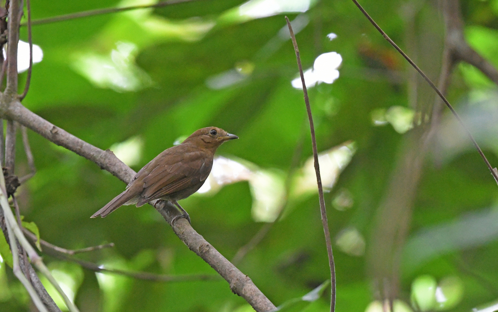Russet-winged Schiffornis