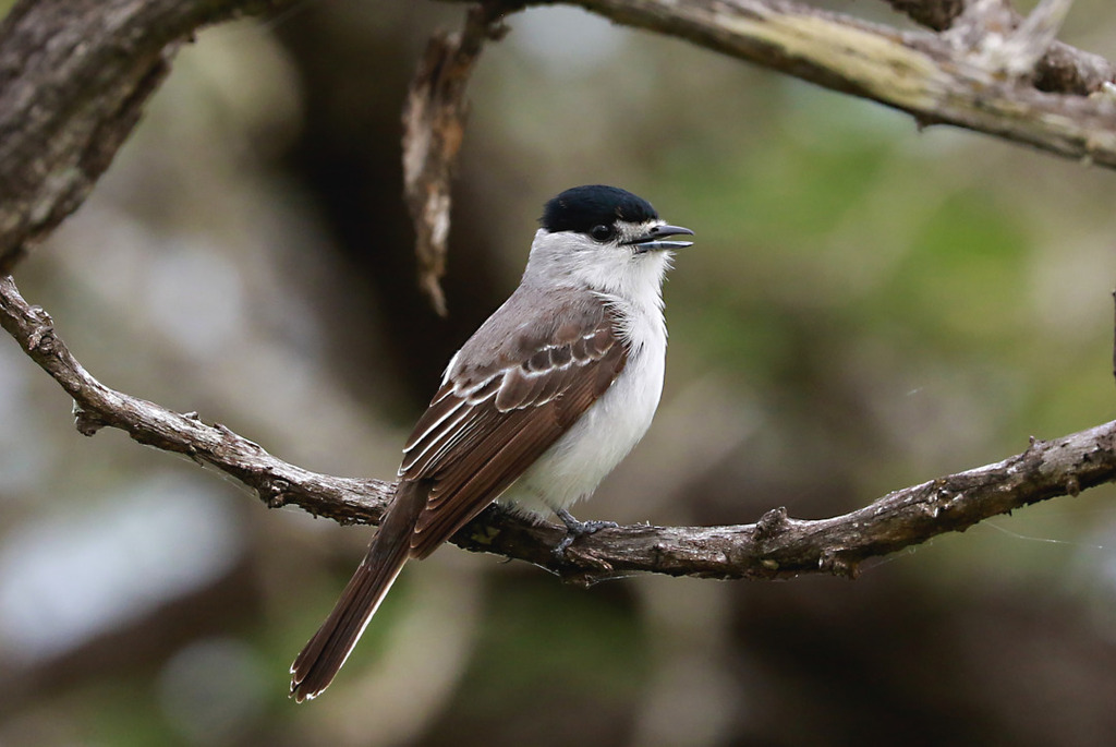 White-naped Xenopsaris