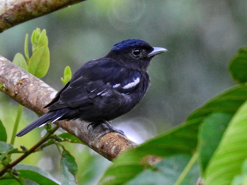 White-winged Becard