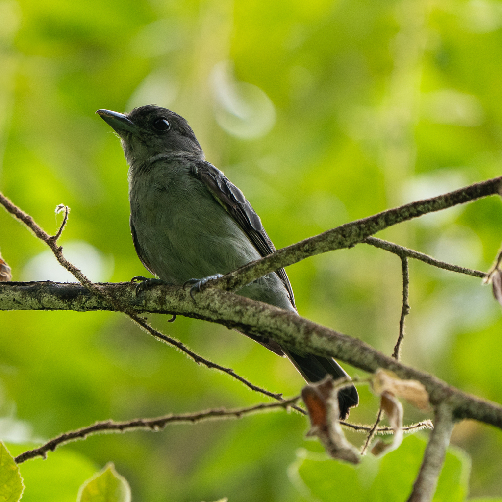 One-colored Becard