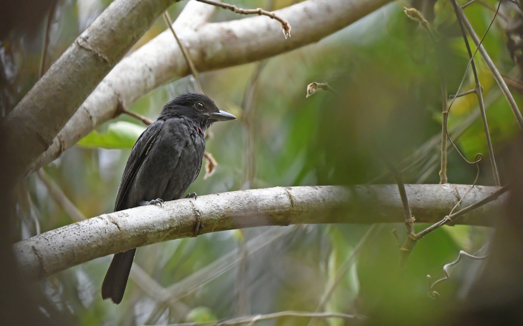 Pink-throated Becard