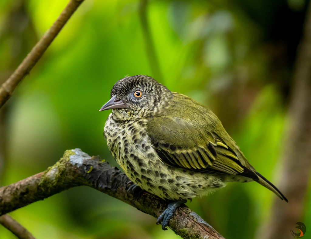 Sharpbill