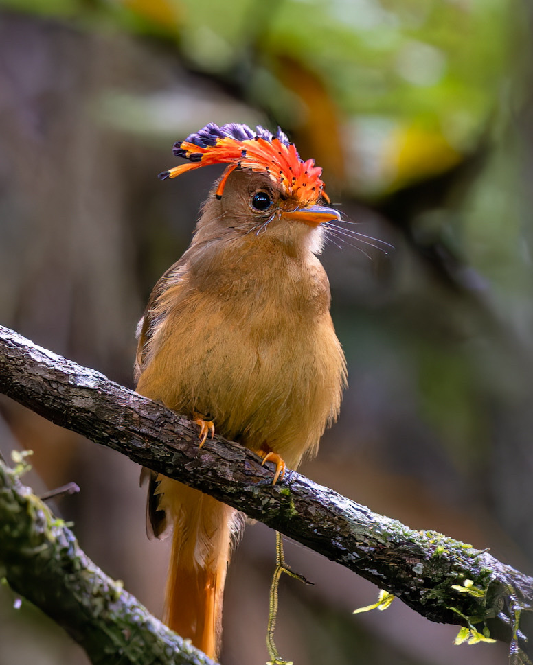 Atlantic Royal Flycatcher