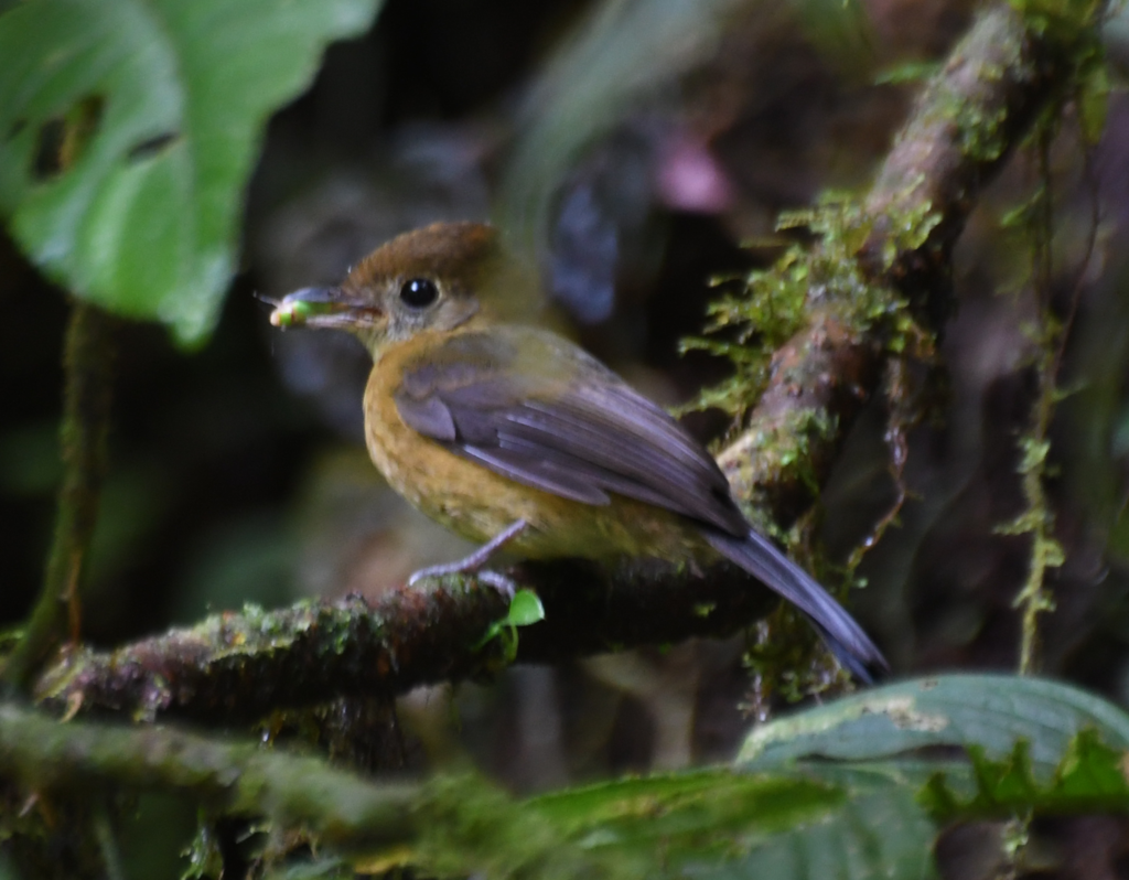 Tawny-breasted Myiobius