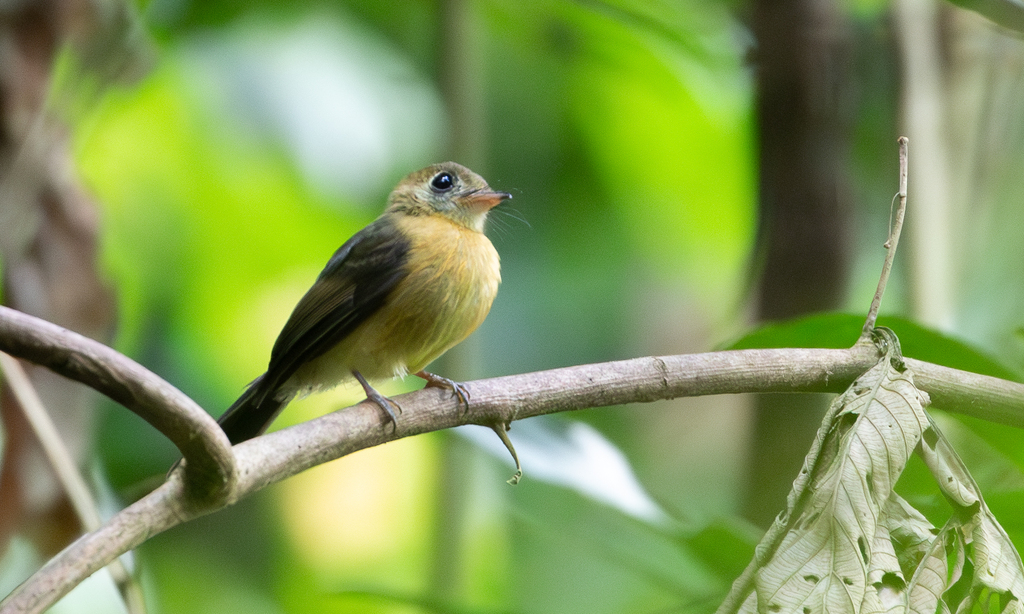 Sulphur-rumped Myiobius