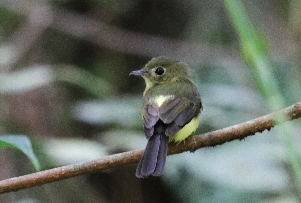 Black-tailed Myiobius